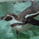 humboldt penguin, penguin, swimmer, underwater, animals, bird, spheniscus humboldti, chilean penguin wallpaper