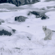 arctic fox, nature, winter, snow, animals, camouflage, frost, canada wallpaper