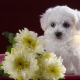 bichon frise, puppy, dog cute, chrysanthemum, flowers, animals wallpaper
