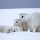 polar bear, bear, snow, winter, family wallpaper