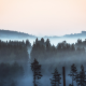 morning, fog, forest, nature, landscape, pine tree wallpaper