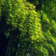 bamboo, green, trees wallpaper
