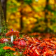 edible mushroom, forest, mushroom, autumn, tree, leaf wallpaper