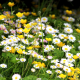 flowers, clover, grass, nature, chamomile, daisy wheel wallpaper