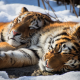 siberian tiger, animals, snow, winter wallpaper