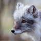polar fox, arctic fox, animals, white fox, snow fox wallpaper