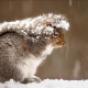 snow, winter, squirrel, animals wallpaper