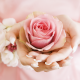 flowers, rose, hands, pink rose, bud, petals wallpaper