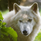 arctic wolf, wolf, animals, melville island wolf wallpaper