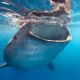 shale shark, whale, underwater, animals wallpaper