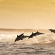jumping dolphins, dolphin, wave, sea, ocean, water splash, playful, ocean, animals, nature wallpaper