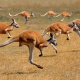 kangaroo, animals, jumping kangaroos, macropus rufus, red kangaroo, australia wallpaper