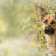 german shepherd, dog, animals wallpaper