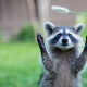 raccoon, animals, fun wallpaper