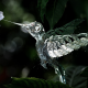 mechanical hummingbird, bird, flowers, leaves, macro, hummingbird, robot wallpaper