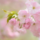 sakura, cherry, flowers, nature wallpaper
