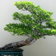 bonsai, plants, trees, nature wallpaper