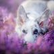 border collie, dog, snout, ears, flowers, nature, heather, bokeh, animals wallpaper