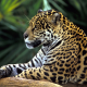 brazil, rainforest, jaguar, animals wallpaper