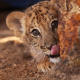 tiger, tiger cub, kitty, tongue, animals wallpaper