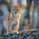 lynx, wild cat, animals wallpaper