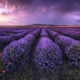 flowers, field, bulgaria, lavender, clouds, nature wallpaper