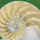 shell, spiral, shell inside, macro, nature wallpaper