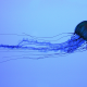 jellyfish, water, animals, underwater wallpaper