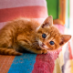 cat, red kitten, blue eyes, animals, cute wallpaper