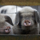 pigs, animals, dirt wallpaper