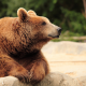 brown bear, bear, muzzle, paws, animals, zoo wallpaper
