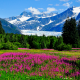 usa, alaska, mountains, rocks, glacier, valley, flowers, nature wallpaper