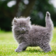 kitten, gray, fluffy cat, cat, animals, grass wallpaper