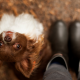 dog, view, friend, boots, animals wallpaper
