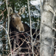 elk, forest, nature, animals wallpaper
