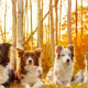 four dogs, friends, fall, autumn, animals wallpaper