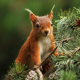squirrel, pine tree, animals wallpaper