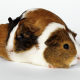 guinea pig, animals, rodent wallpaper