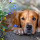 dog, flowers, animals, nature, sad dog wallpaper