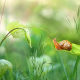 summer, grass, snail, close-up, nature wallpaper