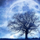fantasy, moon, tree, stars, art, dry tree wallpaper