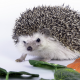 hedgehog, needles, leaves, animals wallpaper