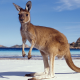 kangaroo, beach, ocean, animals wallpaper