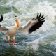 pelican, waves, animals, birds, sea wallpaper