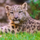 leopard cub, leopard, animals, whiskers, grass wallpaper