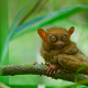 philippine tarsier, tarsier, animal, primate, huge eyes wallpaper