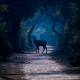 deer, path, tree, forest, fog, wildlife, nature wallpaper