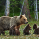 bears, bear, bears family, brown bear, forest, animals, bear cubs wallpaper