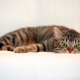 cat, lying, look, green eyes, animals wallpaper