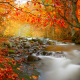 nature, autumn, romania, forest, tree, creek, leaves, stones, leaf, stream wallpaper